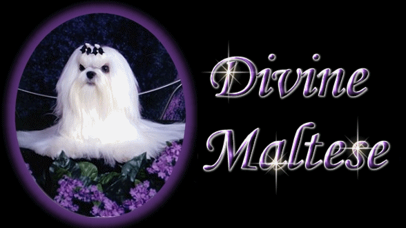 Maltese breeders of Maltese puppies & Champion Maltese Dogs