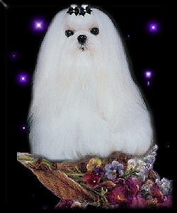 maltese breeders of pet and show puppies